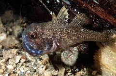 Southern Gobbleguts Cardinalfish (Vincentia conspersa) Southern Gobbleguts Cardinalfish (Vincentia conspersa)