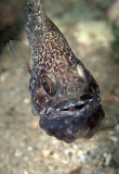 Southern Gobbleguts Cardinalfish (Vincentia conspersa) Southern Gobbleguts Cardinalfish (Vincentia conspersa)