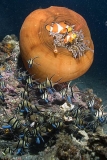 False Clown Anemonefish (Amphiprion ocellaris) False Clown Anemonefish (Amphiprion ocellaris)