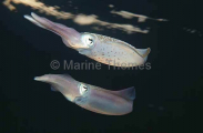 Caribbean Reef Squid (Sepioteuthis sepioidea)