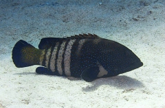 Peacock Rockcod (Cephalopholis argus) Peacock Rockcod (Cephalopholis argus)