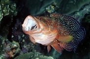 Coral Cod (Cephalopholis miniata) Coral Cod (Cephalopholis miniata)
