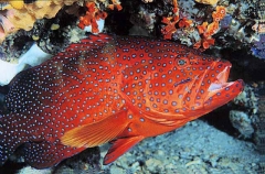Coral Cod (Cephalopholis miniata) Coral Cod (Cephalopholis miniata)