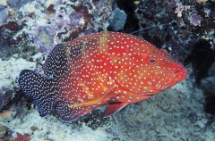 Coral Cod (Cephalopholis miniata) Coral Cod (Cephalopholis miniata)