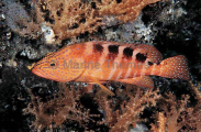 Sixspot Rockcod (Cephalopholis sexmaculata) Sixspot Rockcod (Cephalopholis sexmaculata)
