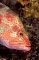 Sixspot Rockcod (Cephalopholis sexmaculata)