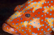 Sixspot Rockcod (Cephalopholis sexmaculata) Sixspot Rockcod (Cephalopholis sexmaculata)