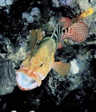 Sixspot Rockcod (Cephalopholis sexmaculata) Sixspot Rockcod (Cephalopholis sexmaculata)