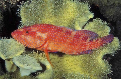 Sixspot Rockcod (Cephalopholis sexmaculata) Sixspot Rockcod (Cephalopholis sexmaculata)