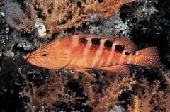 Sixspot Rockcod (Cephalopholis sexmaculata) Sixspot Rockcod (Cephalopholis sexmaculata)