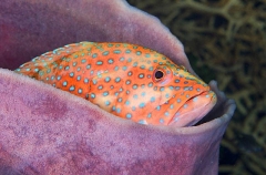 Sixspot Rockcod (Cephalopholis sexmaculata) Sixspot Rockcod (Cephalopholis sexmaculata)