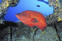 Tomato Cod (Cephalopholis sonnerati) Tomato Cod (Cephalopholis sonnerati)