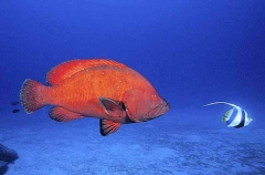Tomato Cod (Cephalopholis sonnerati) Tomato Cod (Cephalopholis sonnerati)