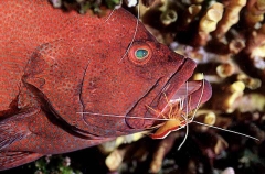 Tomato Rockcod (Cephalopholis sonnerati) Tomato Rockcod (Cephalopholis sonnerati)