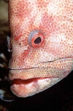 Tomato Rockcod (Cephalopholis sonnerati) Tomato Rockcod (Cephalopholis sonnerati)