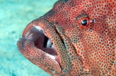 Tomato Rockcod (Cephalopholis sonnerati) Tomato Rockcod (Cephalopholis sonnerati)