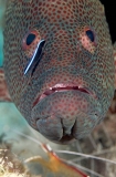 Tomato Rockcod (Cephalopholis sonnerati) Tomato Rockcod (Cephalopholis sonnerati)