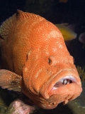 Tomato Rockcod (Cephalopholis sonnerati) Tomato Rockcod (Cephalopholis sonnerati)