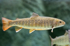 Japanese Char (Salvelinus pluvinus)