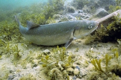 Arctic Char (Salvelinus alpinus) Arctic Char (Salvelinus alpinus)