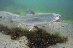 Arctic Char (Salvelinus alpinus) Arctic Char (Salvelinus alpinus)