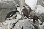 Chinstrap Penguin (Pygoscelis antarctica) Chinstrap Penguin (Pygoscelis antarctica)