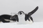 Chinstrap Penguin (Pygoscelis antarctica) Chinstrap Penguin (Pygoscelis antarctica)