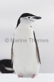 Chinstrap Penguin (Pygoscelis antarctica) Chinstrap Penguin (Pygoscelis antarctica)
