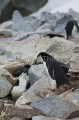 Chinstrap Penguins (Pygoscelis antarctica) Chinstrap Penguins (Pygoscelis antarctica)