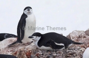 Chinstrap Penguin (Pygoscelis antarctica) Chinstrap Penguin (Pygoscelis antarctica)