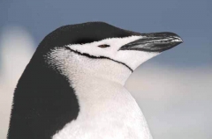 Chinstrap Penguin (Pygoscelis antarctica)