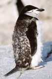 Chinstrap Penguin (Pygoscelis antarctica) Chinstrap Penguin (Pygoscelis antarctica)