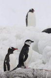 Chinstrap Penguin (Pygoscelis antarctica) Chinstrap Penguin (Pygoscelis antarctica)