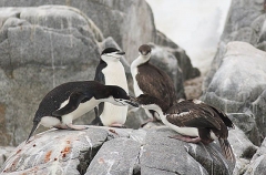 Chinstrap Penguin (Pygoscelis antarctica) Chinstrap Penguin (Pygoscelis antarctica)