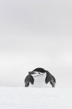Chinstrap Penguin (Pygoscelis antarctica) Chinstrap Penguin (Pygoscelis antarctica)