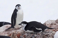 Chinstrap Penguin (Pygoscelis antarctica) Chinstrap Penguin (Pygoscelis antarctica)