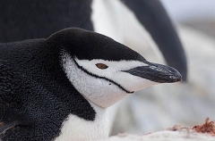 Chinstrap Penguin (Pygoscelis antarctica) Chinstrap Penguin (Pygoscelis antarctica)