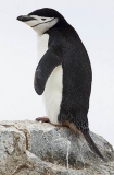 Chinstrap Penguin (Pygoscelis antarctica) Chinstrap Penguin (Pygoscelis antarctica)