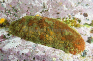 Giant Pacific Chiton (Cryptochiton stelleri)