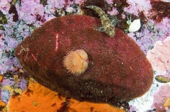 Giant Pacific Chiton (Cryptochiton stelleri)