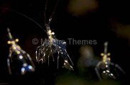 Cleaner Shrimp (Urocaridella sp.) Cleaner Shrimp (Urocaridella sp.)