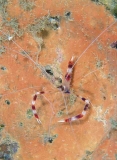 Banded Cleaner Shrimp (Stenopus hispidus)