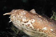 Cobbler Wobbegong (Sutorectus tentaculatus) Cobbler Wobbegong (Sutorectus tentaculatus)