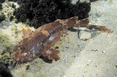 Cobbler Wobbegong (Sutorectus tentaculatus)