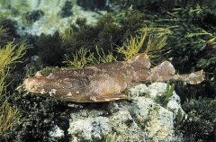 Cobbler Wobbegong (Sutorectus tentaculatus)