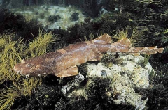 Cobbler Wobbegong (Sutorectus tentaculatus)