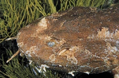 Cobbler Wobbegong (Sutorectus tentaculatus)