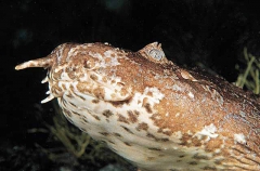Cobbler Wobbegong (Sutorectus tentaculatus)
