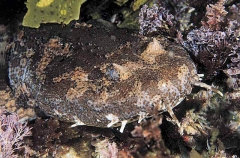 Cobbler Wobbegong (Sutorectus tentaculatus) Cobbler Wobbegong (Sutorectus tentaculatus)