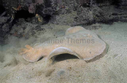 Numbfish or Coffin Ray (Hypnos monopterygium) Numbfish or Coffin Ray (Hypnos monopterygium)